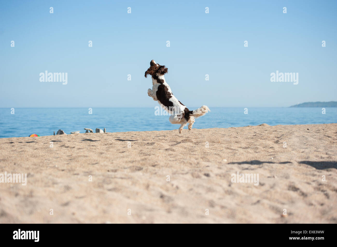Springer Spaniel salta in aria Foto Stock
