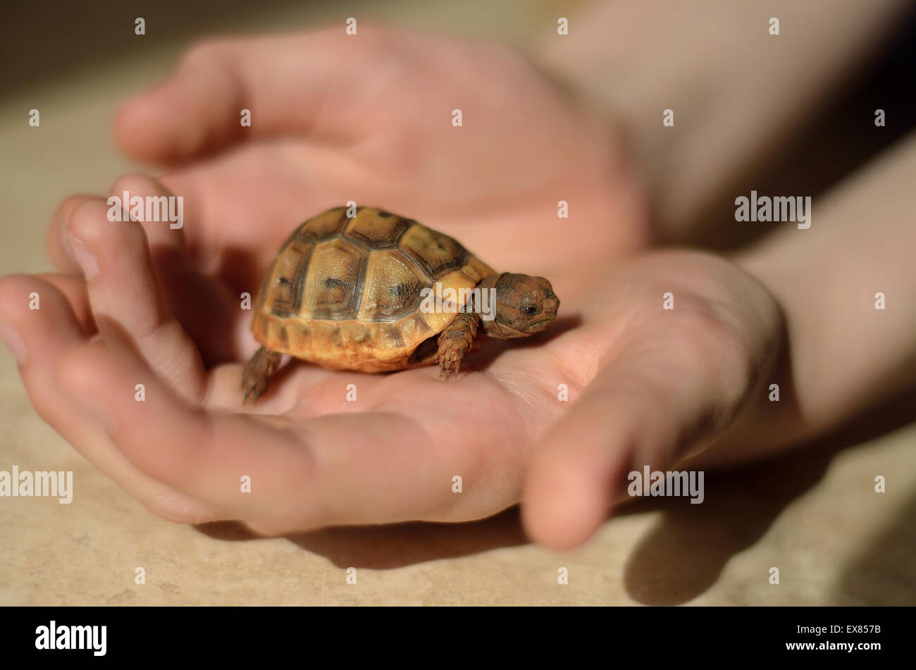 Sperone-thighed tartaruga (Testudo graeca terrestris) hatchling nel bambino le mani, Lycia, sud-ovest della Turchia Foto Stock