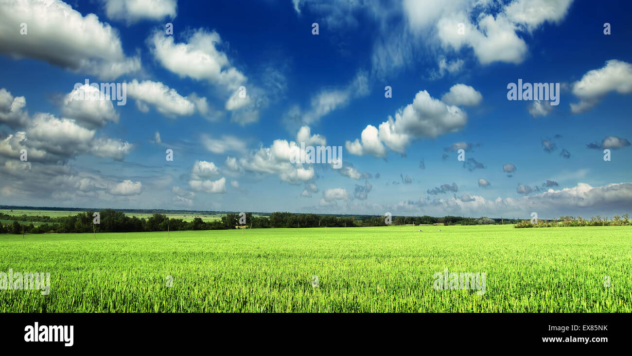 Verde giovane campo di grano con sky Foto Stock