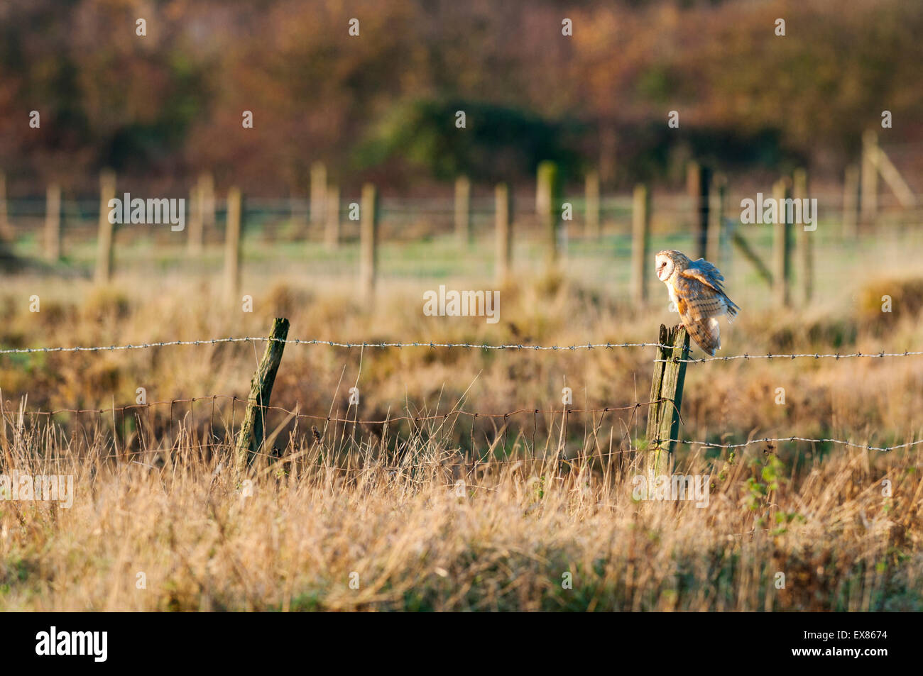Il barbagianni (Tyto alba) appollaiato sul post, Isle of Sheppey, Kent, Inghilterra, Dicembre Foto Stock