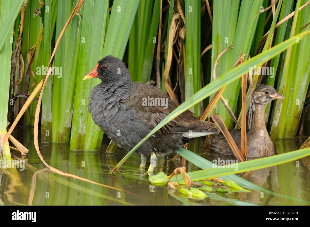 Ritratto orizzontale del comune, moorhen Gallinula chloropus (Ralidae). Adulti in una palude con un pulcino di tuffetto. Foto Stock