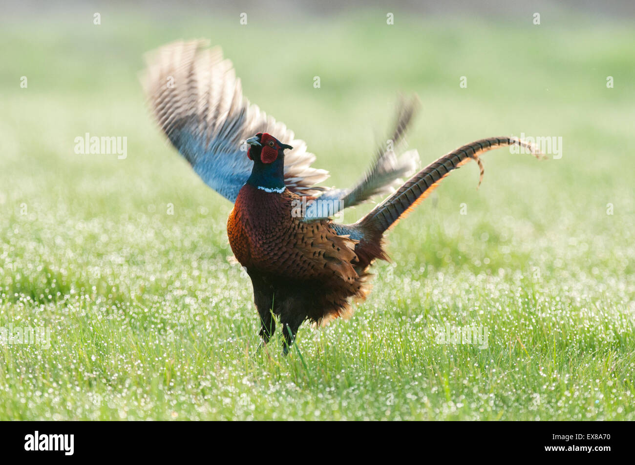 Il fagiano comune (Phasianus colchicus) maschio adulto visualizzazione, Isle of Sheppey, Kent, Inghilterra, molla Foto Stock