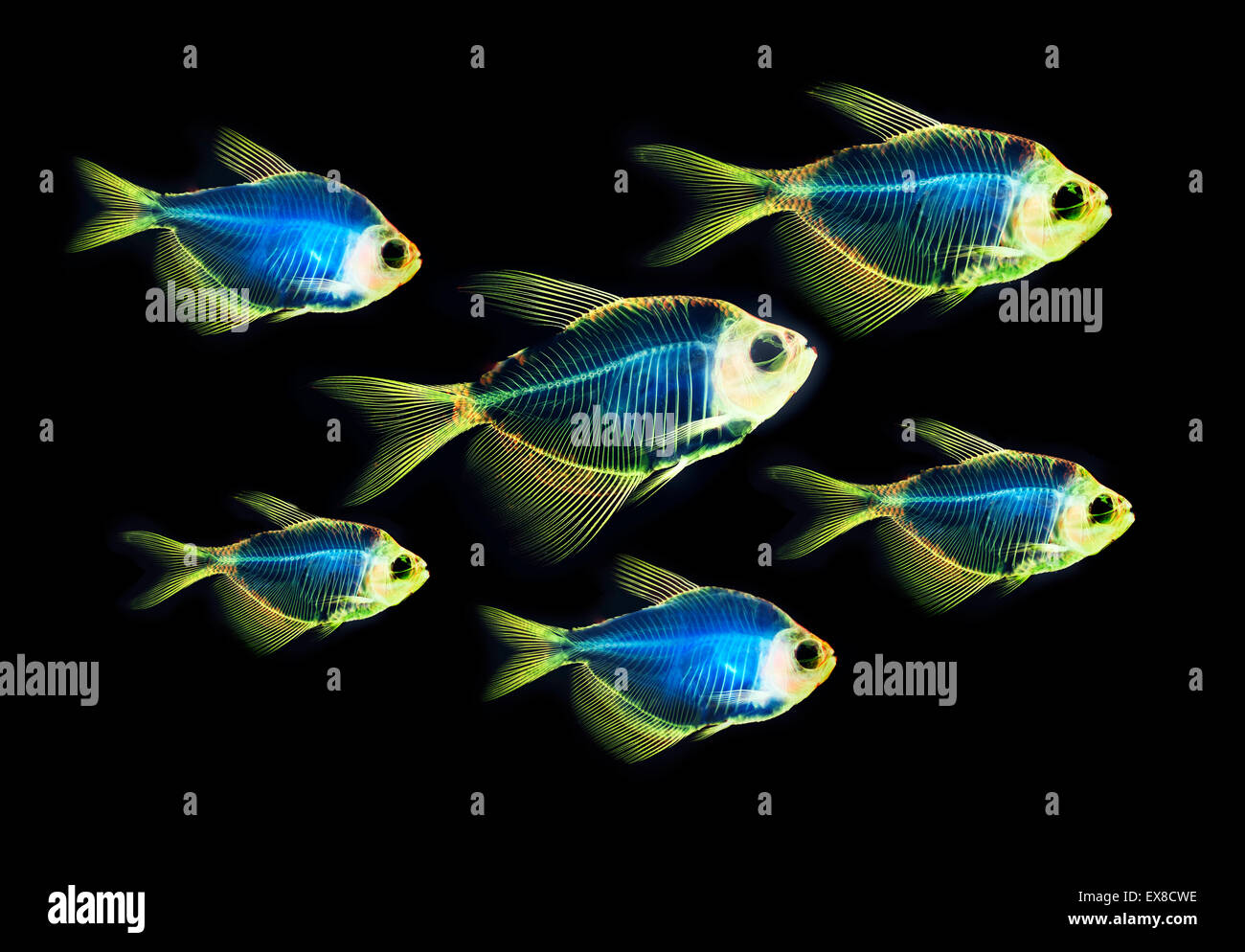 Pesci anatomia dello scheletro Foto Stock