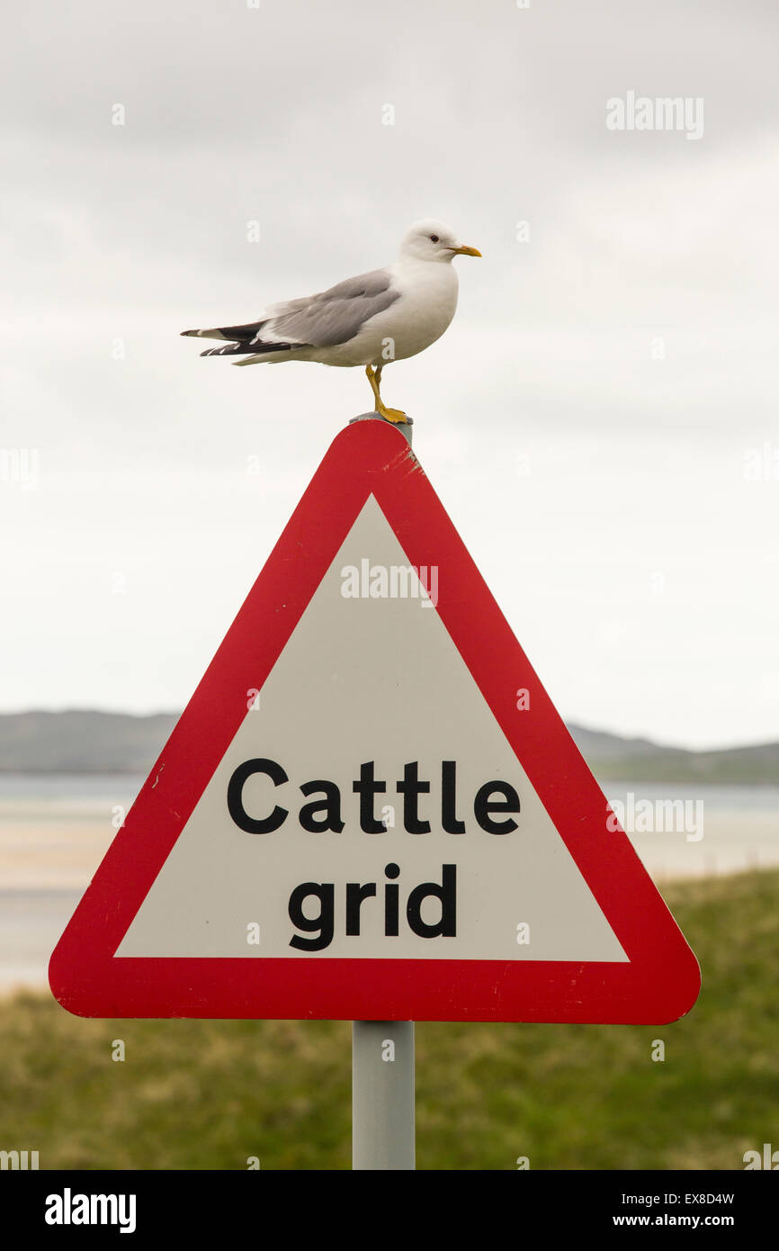 Un gabbiano comune, Larus canus da Luskentire Beach sull'Isola di Harris, Ebridi Esterne, Scotland, Regno Unito. Foto Stock