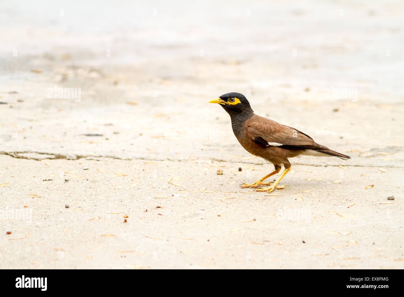 Timida myna comune è a piedi a terra Foto Stock