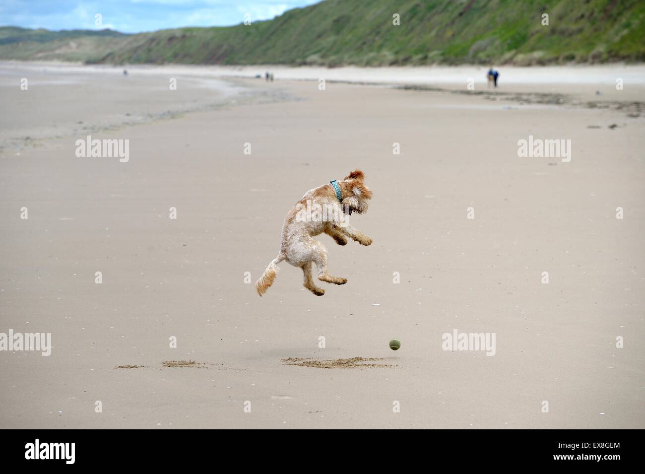 Labradoodle cucciolo jumping per la sfera sulla spiaggia Rhossili Gower Foto Stock