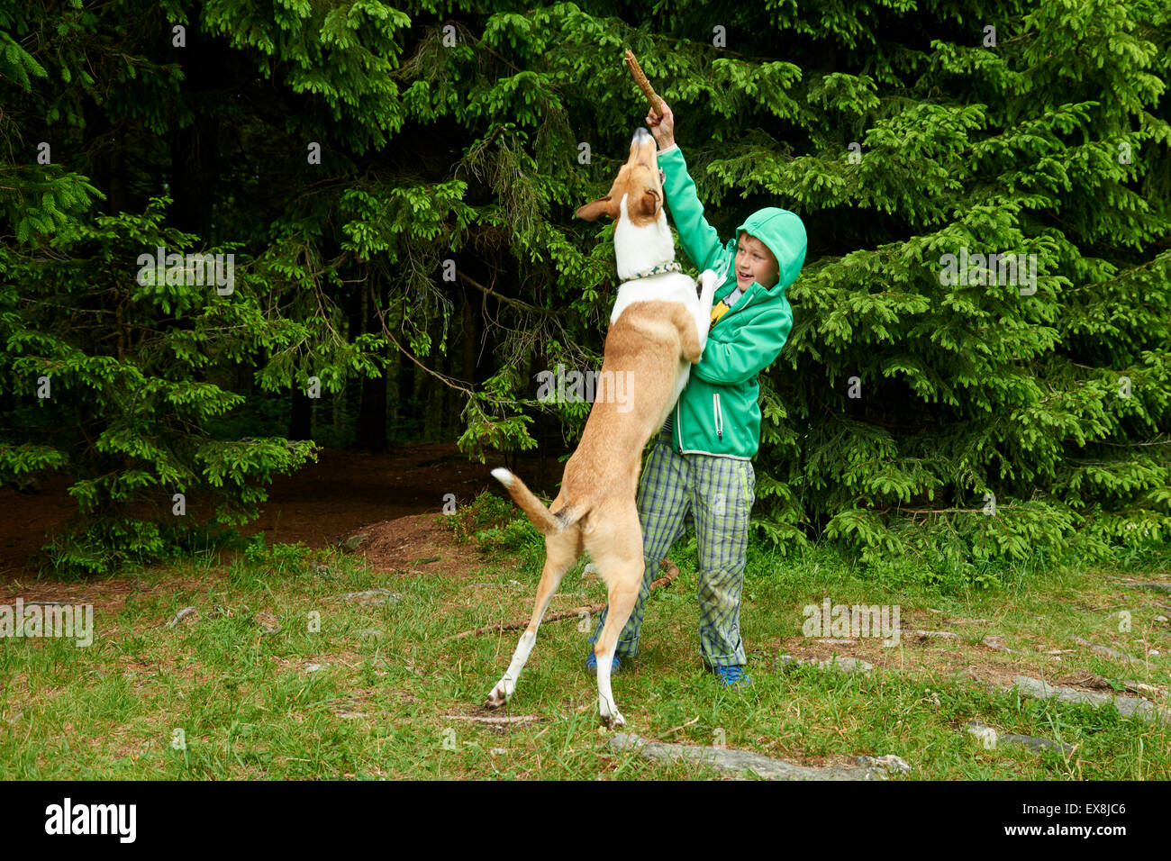 Ragazzo giovane all'esterno la riproduzione e gettando stick per il cane nella foresta Foto Stock