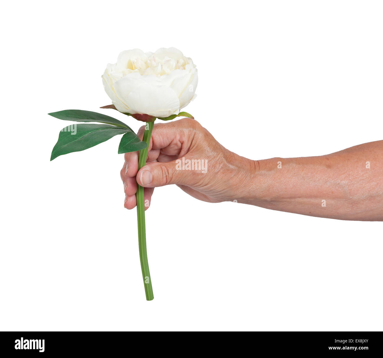 Vecchio canto dando una rosa, isolato su bianco Foto Stock