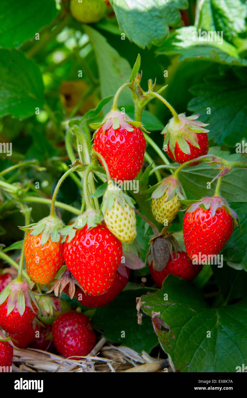 Mature e frutti immaturi fragole appesi sui rami Foto Stock