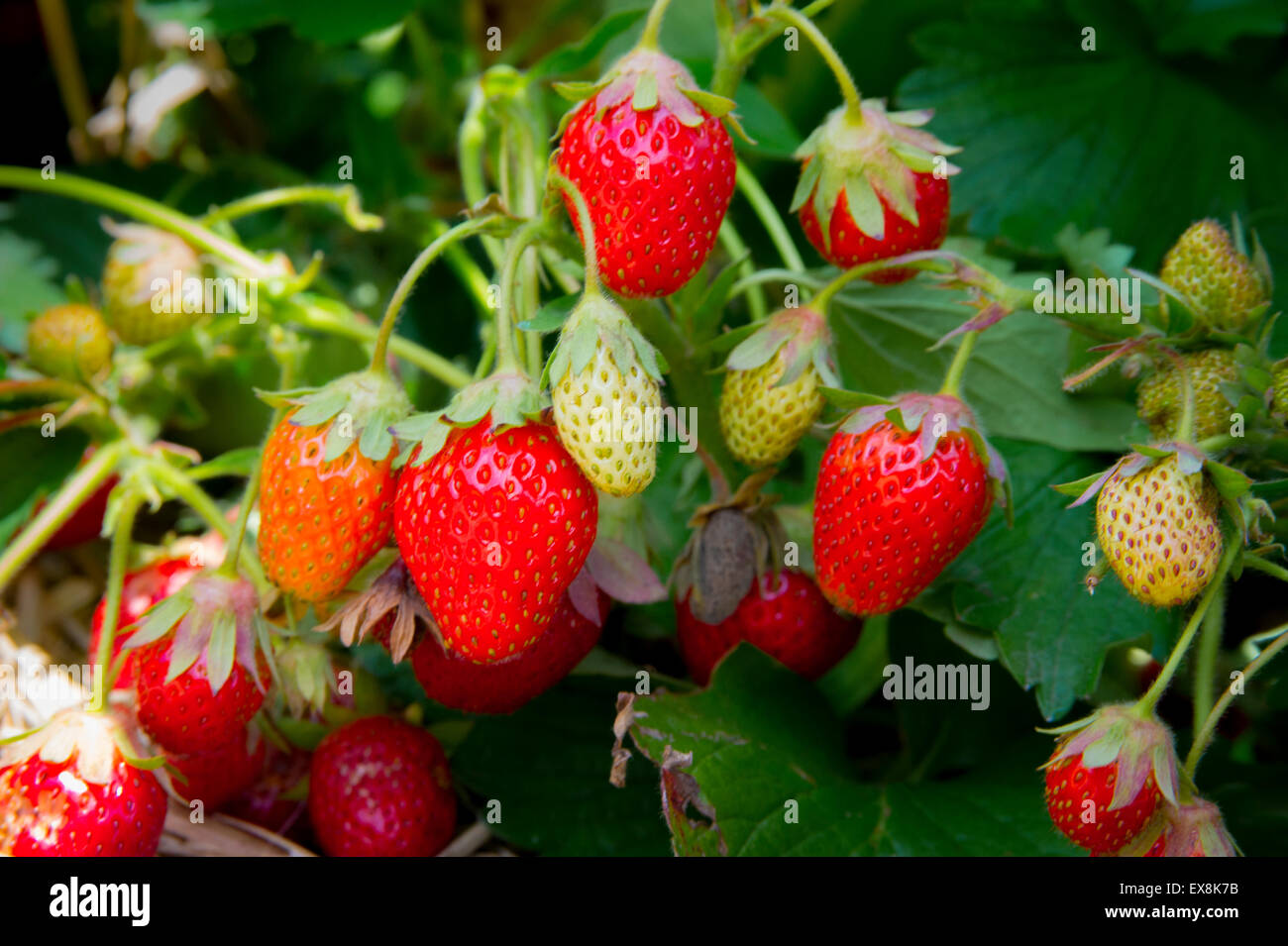 Mature e frutti immaturi fragole appesi sui rami Foto Stock