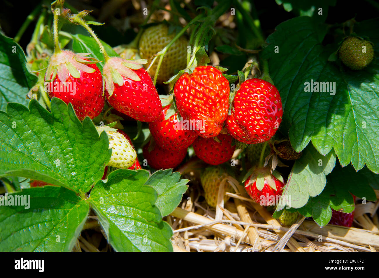 Fragole mature crescente al suolo Foto Stock