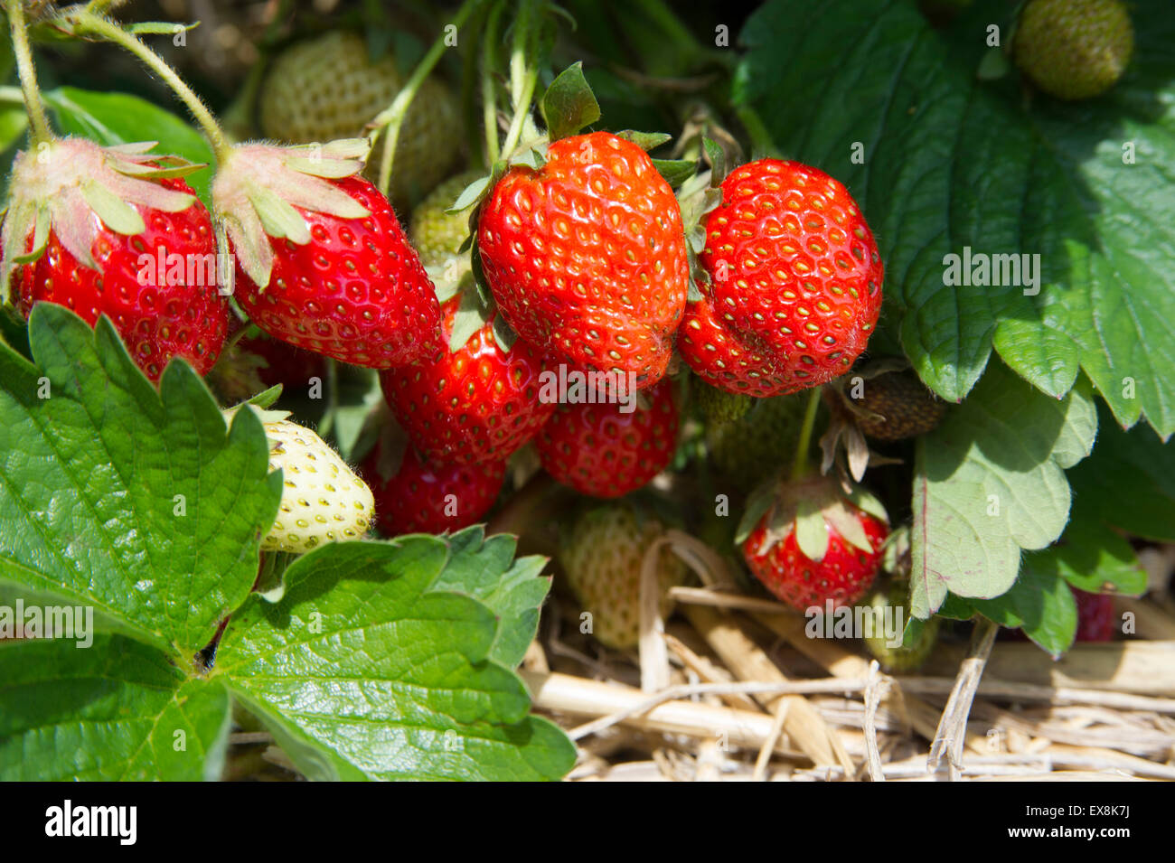 Fragole mature crescente al suolo Foto Stock