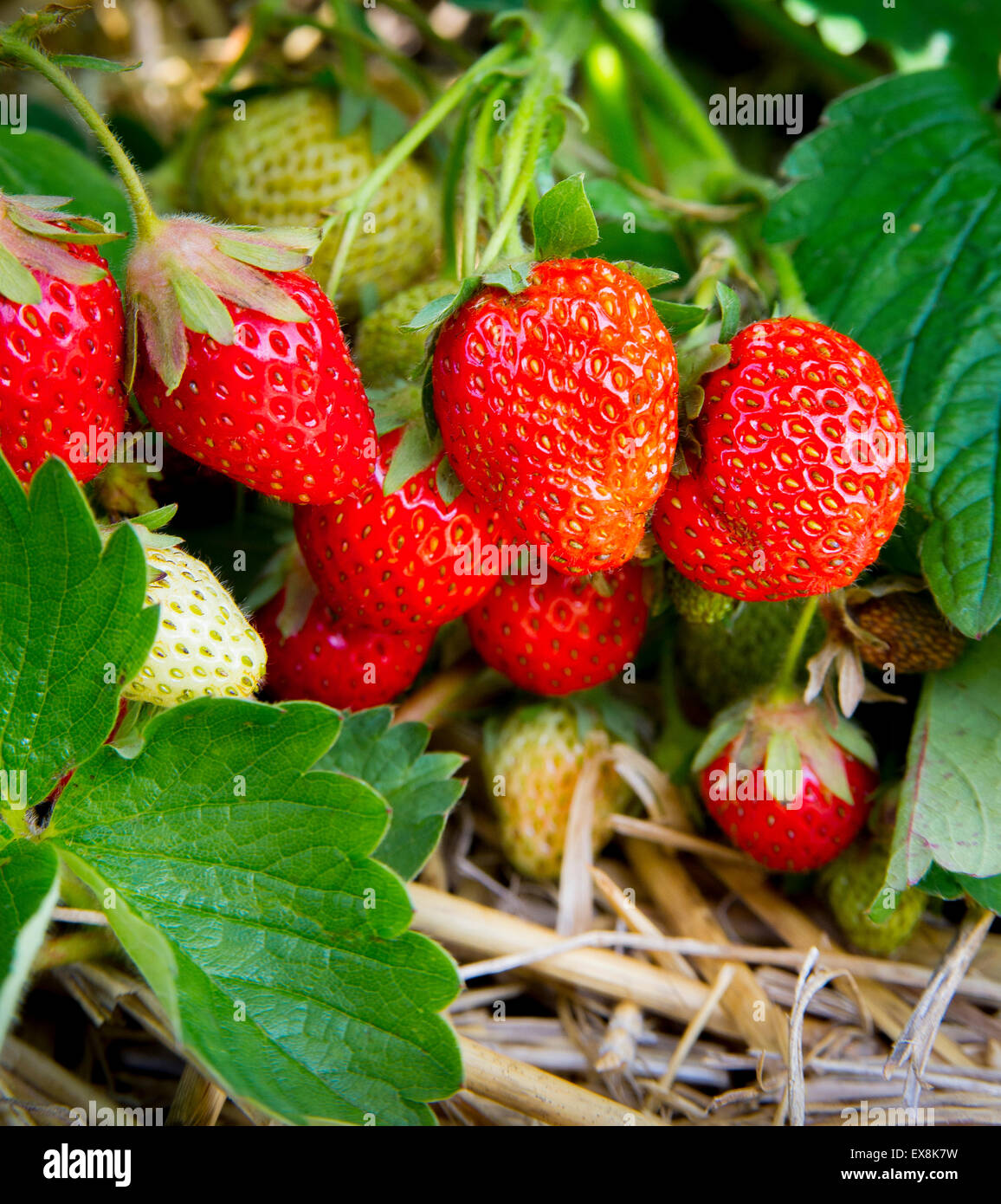 Fragole mature crescente sul terreno Foto Stock