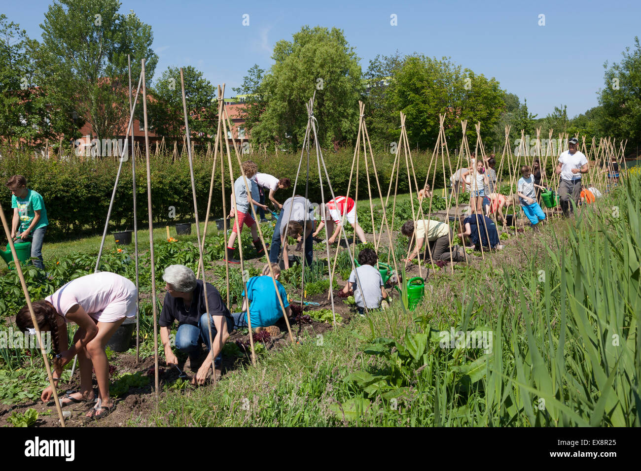 I bambini che lavorano nel loro giardino della scuola per imparare a coltivare ortaggi Foto Stock