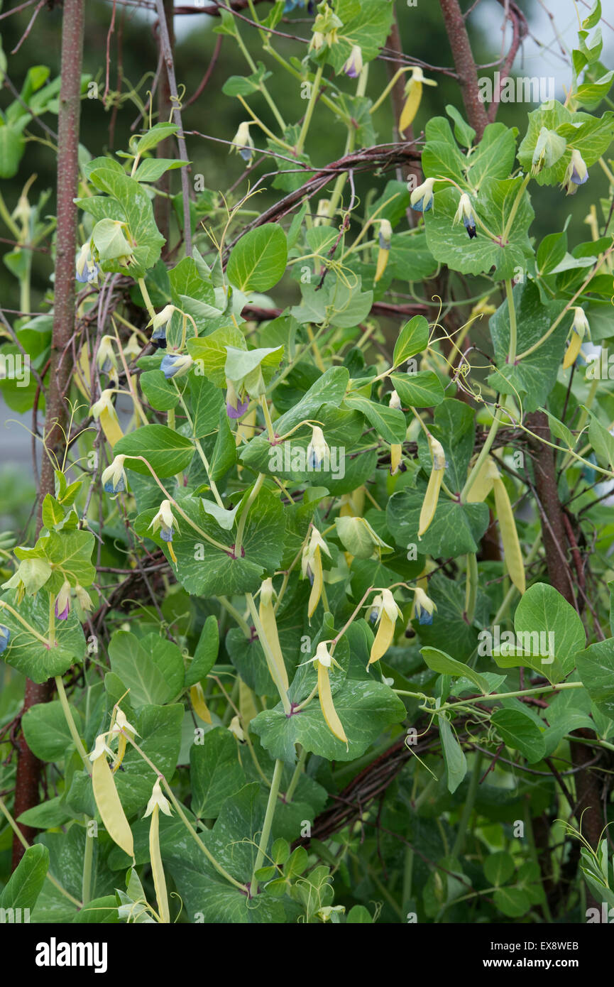 Pisum sativum . Taccole " Golden dolce' in un orto Foto Stock