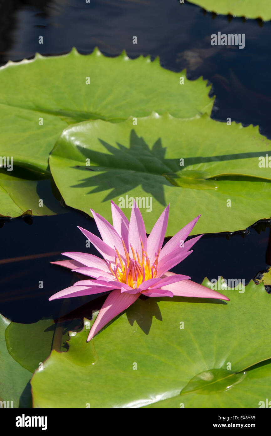 Nymphaea pubescens. Rosa Ninfee Foto Stock