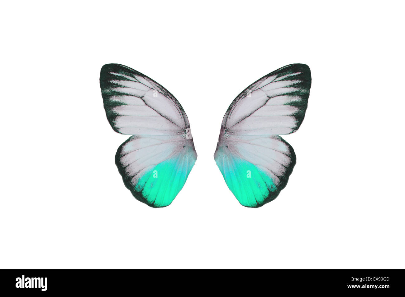 Bel maschio Gabbiano arancione farfalla (Cepora iudith) nel colore di processo isolato su bianco Foto Stock