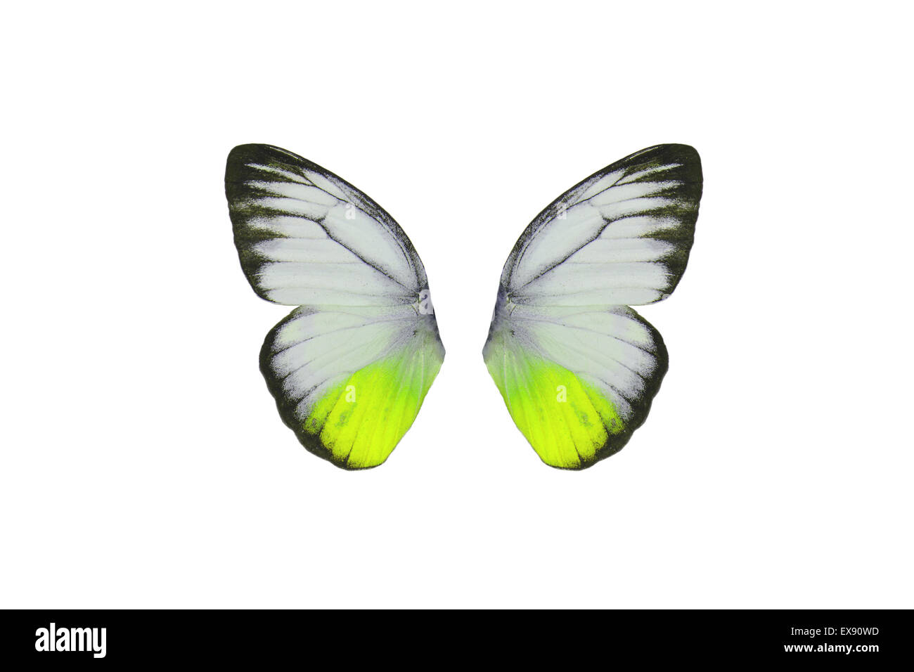 Bel maschio Gabbiano arancione farfalla (Cepora iudith) nel colore di processo isolato su bianco Foto Stock