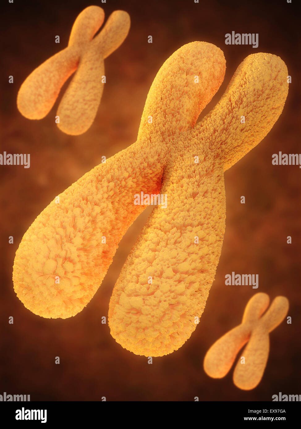 Illustrazione di cromosomi. Foto Stock
