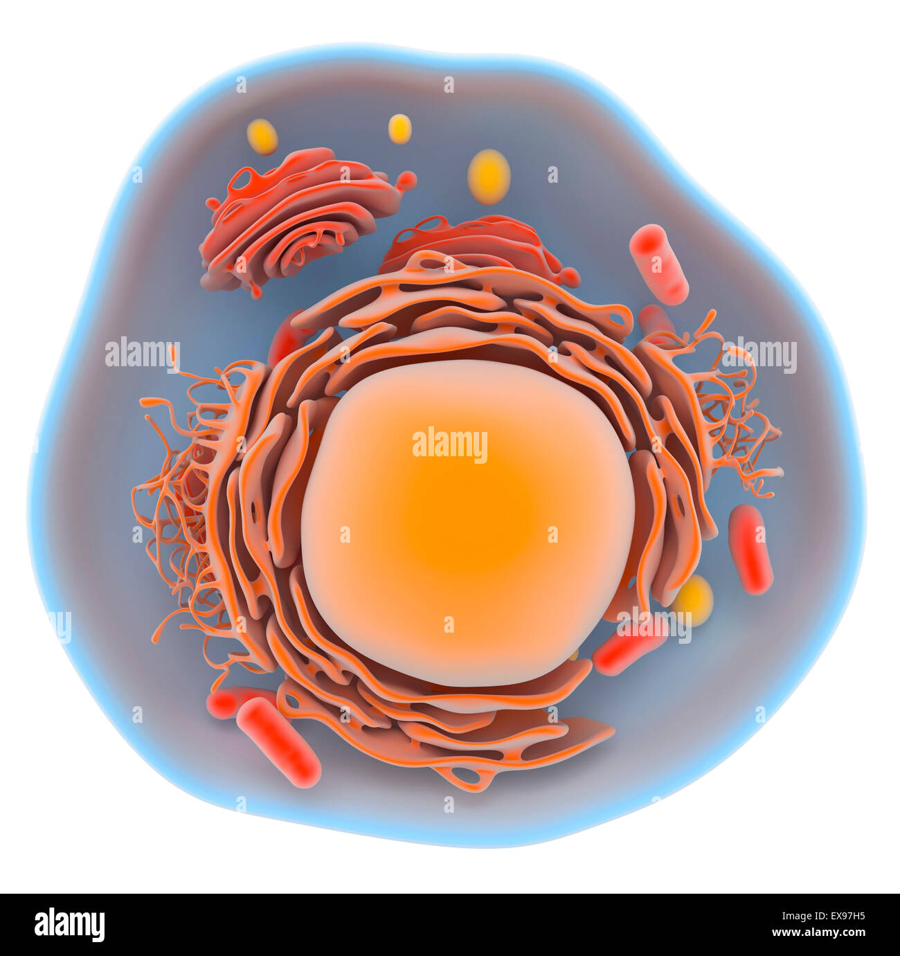 Illustrazione di una cellula eucariotica. Foto Stock