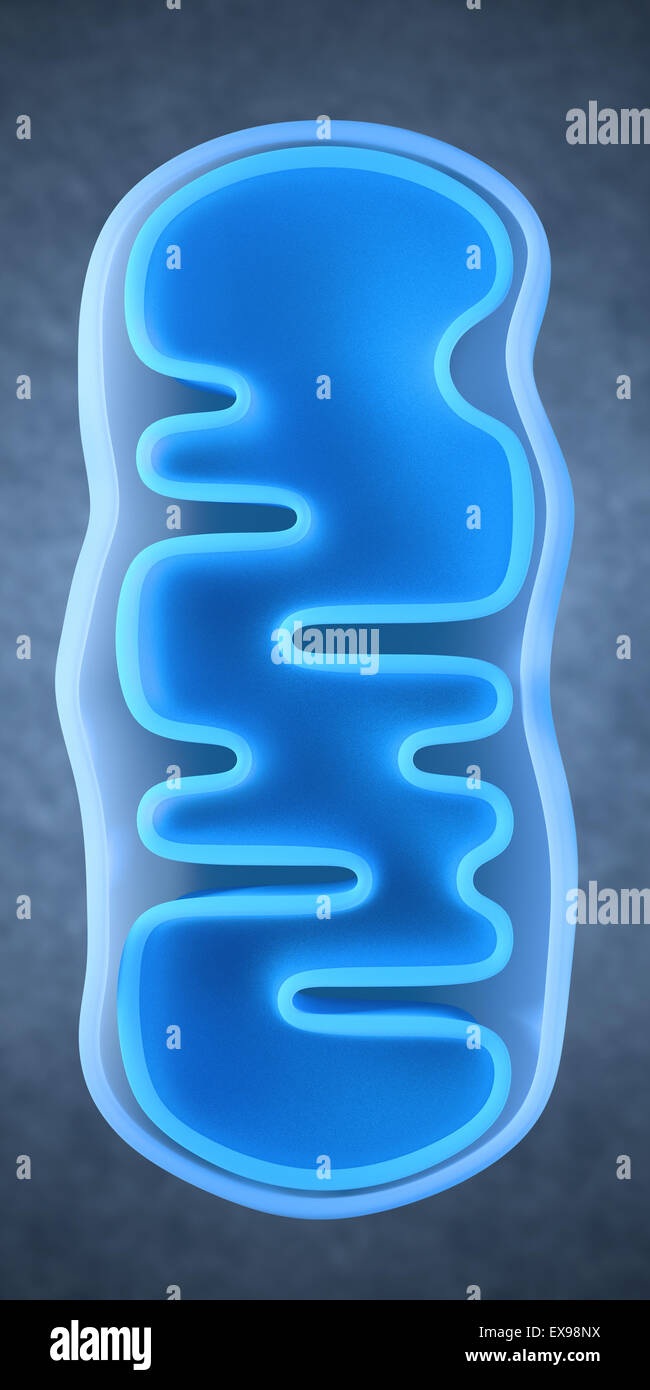 3d illustrazione di un mitochondrium Foto Stock