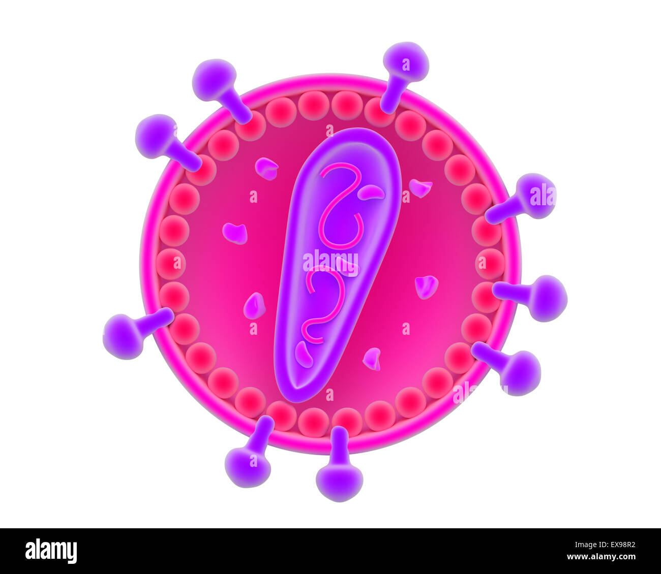 Illustrazione di un retrovirus virione. Foto Stock