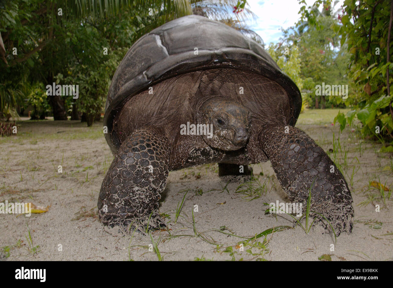 Galapagos o tartaruga gigante Galapagos tartaruga (Chelonoidis nigra) Seychelles Foto Stock