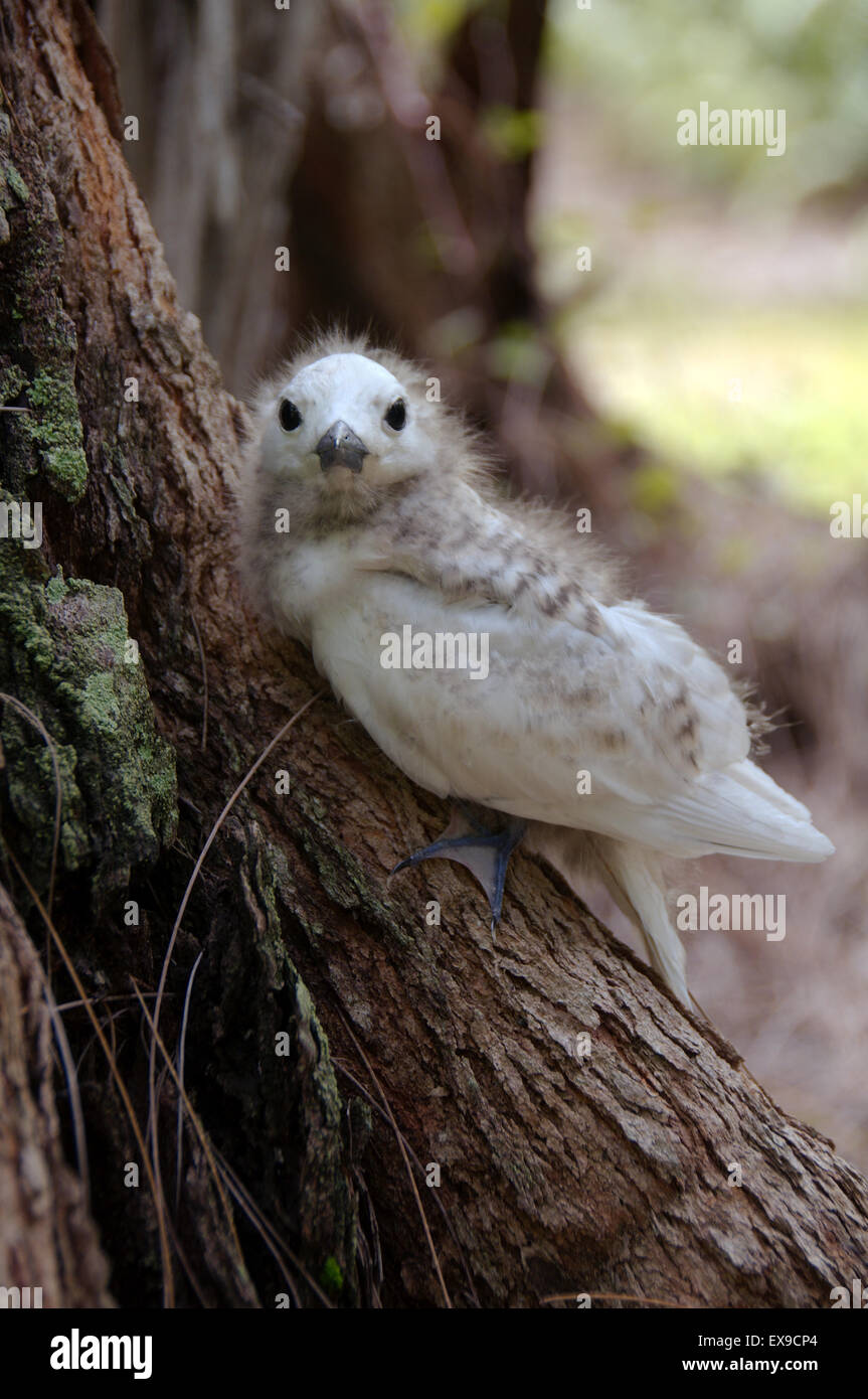Pulcino, Fairy Tern bianco uccello o Holy Ghost bird (Gygis alba) baby, Denis Island, Seicelle Foto Stock