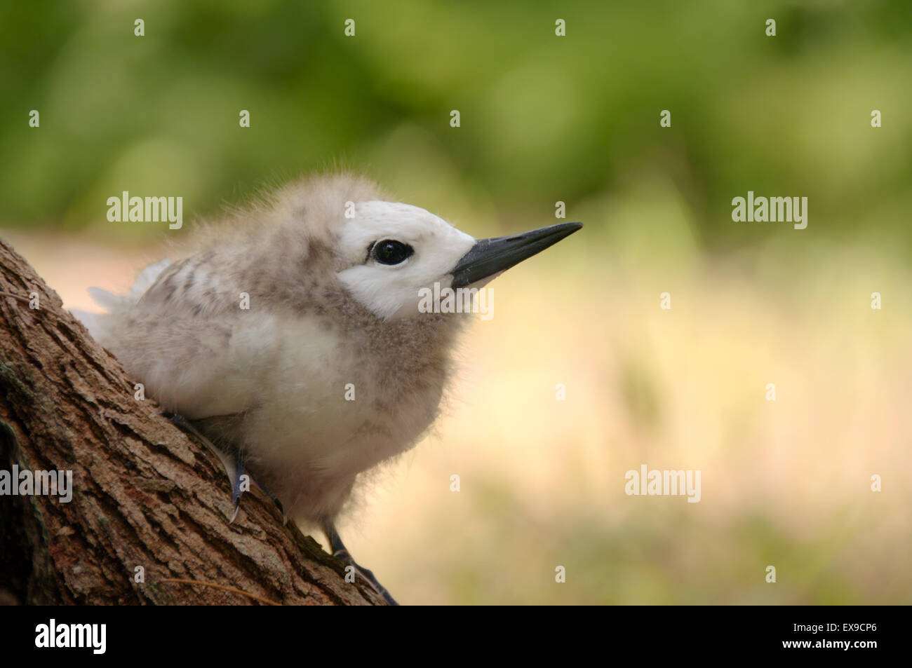 Pulcino, Fairy Tern Angelo, Bianco Tern uccello o Holy Ghost bird (Gygis alba) baby, Denis Island, Seicelle Foto Stock