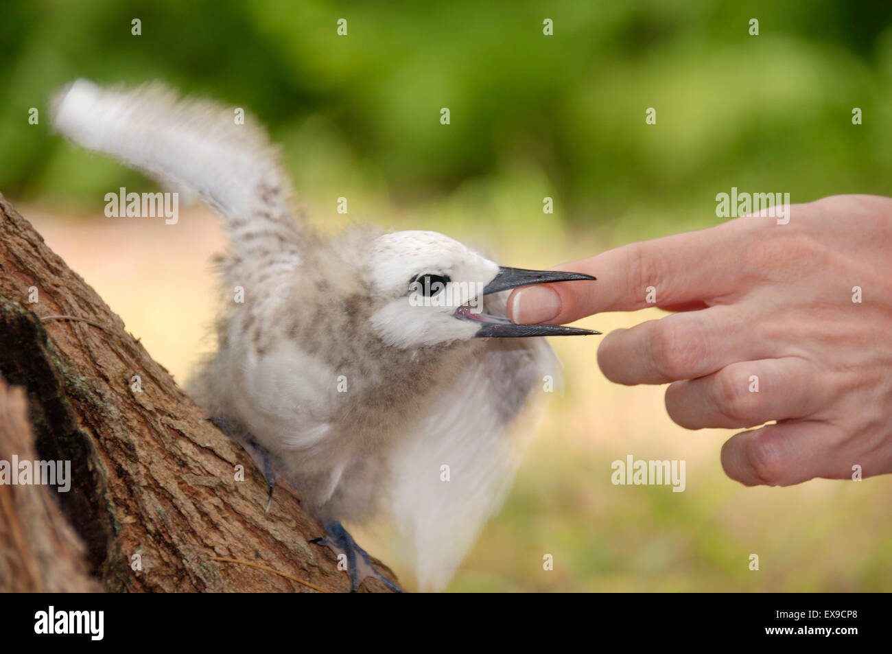 Fata, Bianco Tern uccello o Holy Ghost bird (Gygis alba) baby mordere una donna di dito, Denis Island, Seicelle Foto Stock