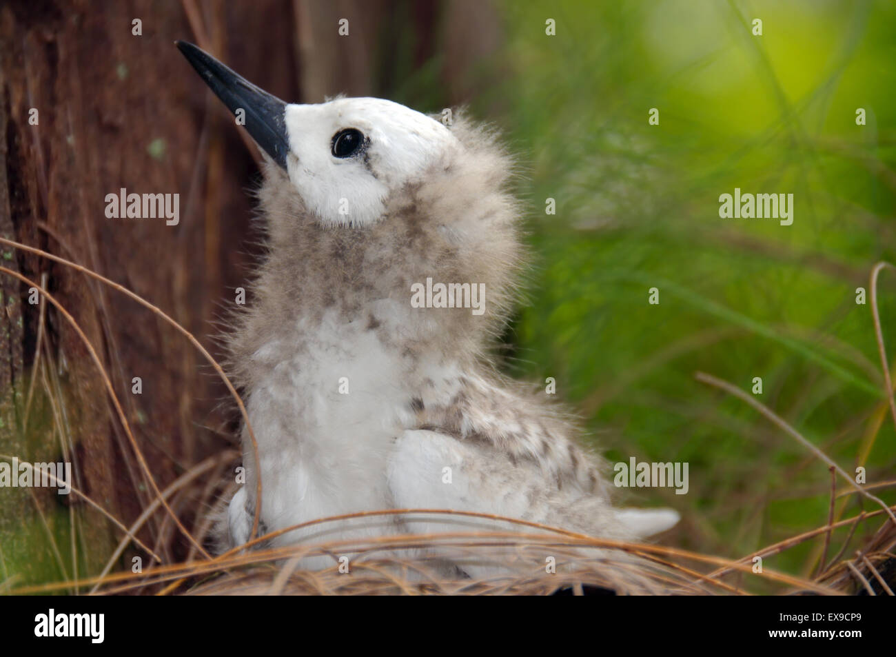 Pulcino, Fairy Tern Angelo, Bianco Tern uccello o Holy Ghost bird (Gygis alba) baby, Denis Island, Seicelle Foto Stock