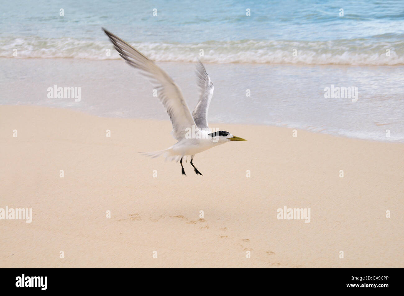 Maggiore crested tern, crested tern o swift tern (Thalasseus bergii) decolla da una spiaggia di sabbia, Denis Island Foto Stock