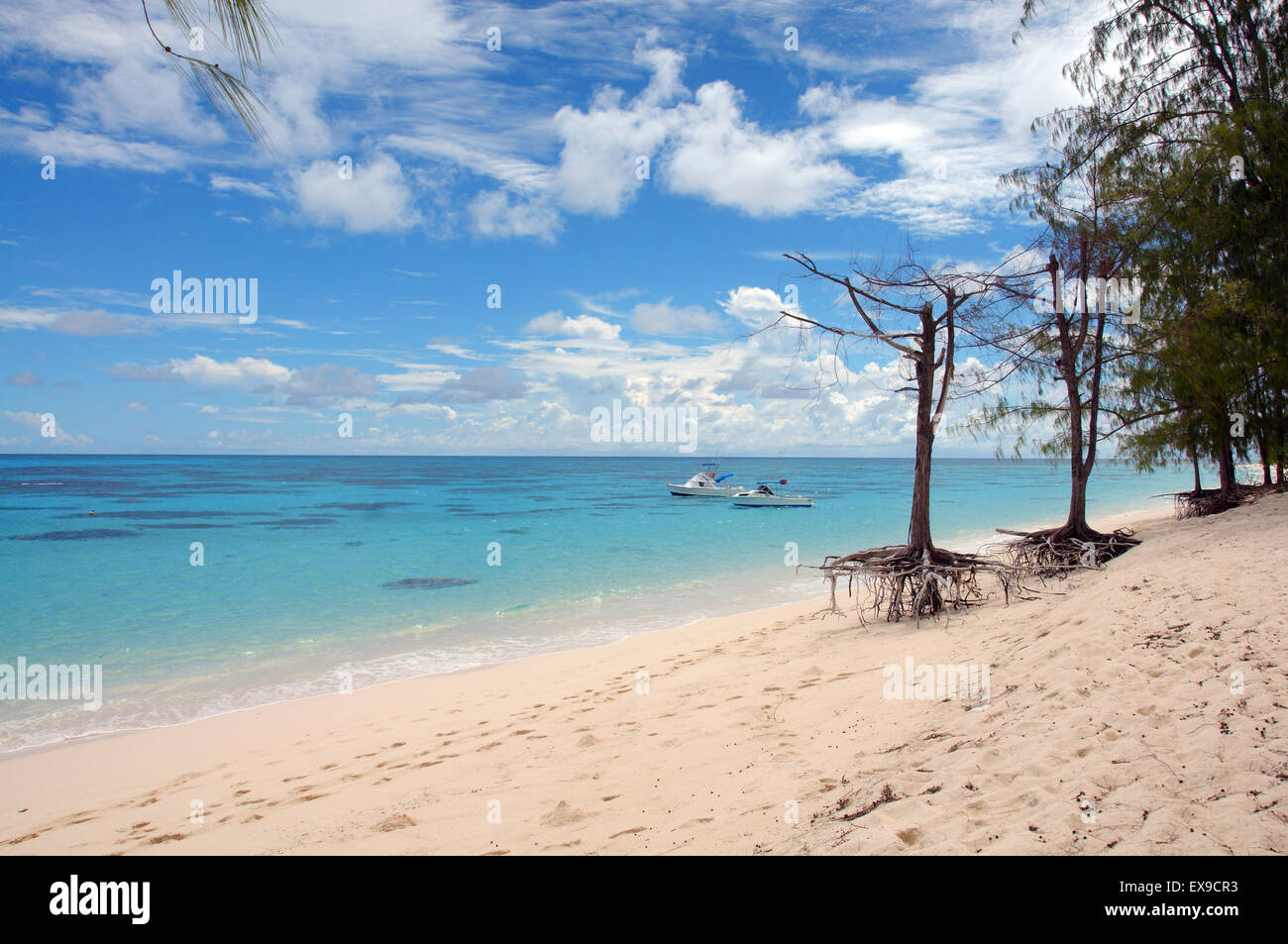 Due alberi sulle radici sono sulle rive sabbiose dell'Oceano Indiano, Denis Island, Oceano Indiano, Seicelle Foto Stock