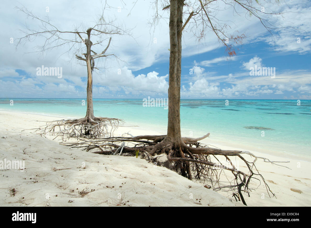 Due alberi sulle radici sono sulle rive sabbiose dell'Oceano Indiano, Denis Island, Oceano Indiano, Seicelle Foto Stock