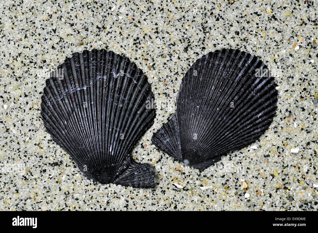 Scaloppina al variegato (Chlamys varia / Mimachlamys varia) gusci lavati in spiaggia Foto Stock