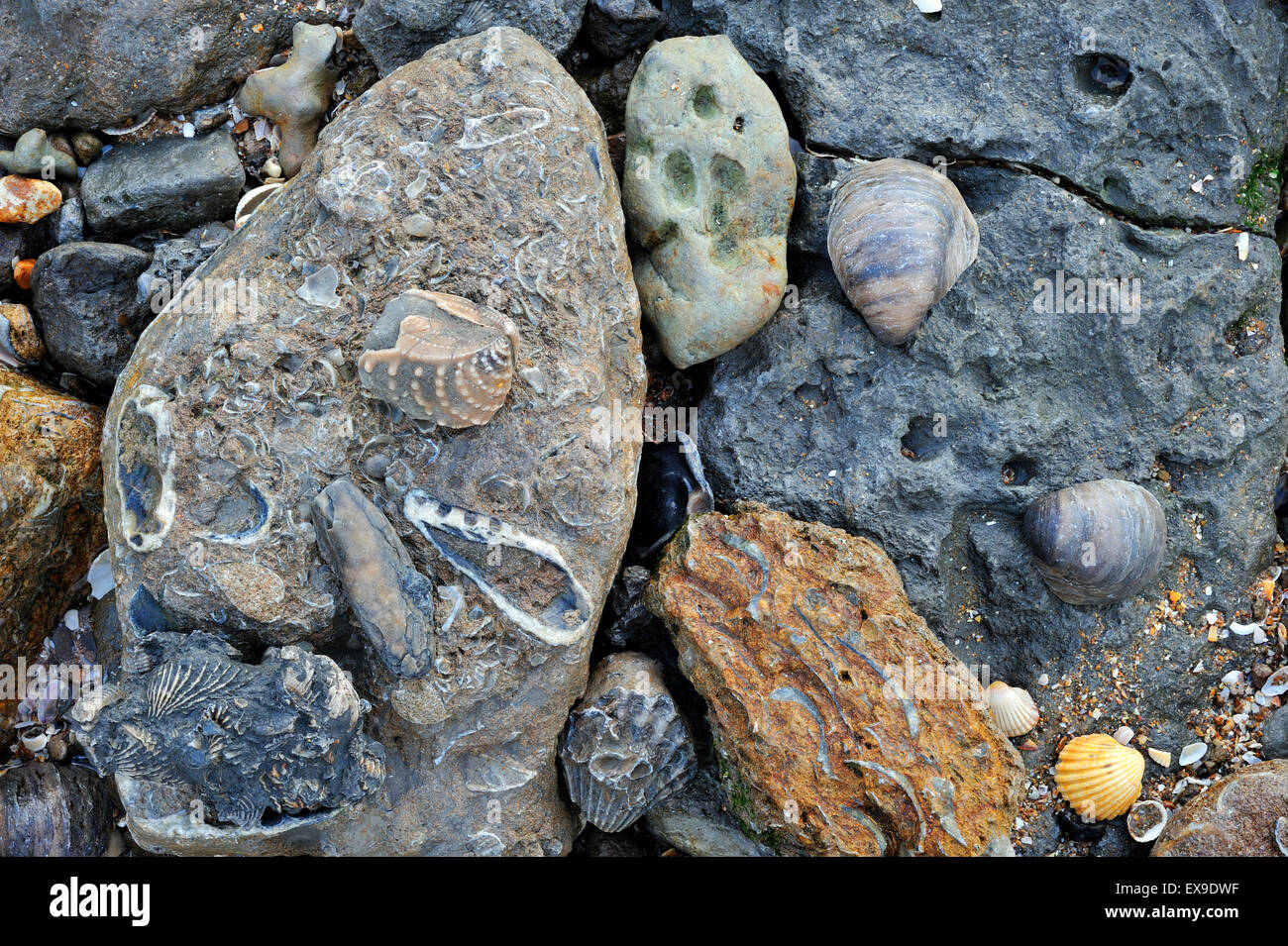 Conchiglie fossili di molluschi bivalvi dal cretaceo e Giurassico sulla spiaggia di Vaches Noires vicino a Houlgate, Normandia, Francia Foto Stock