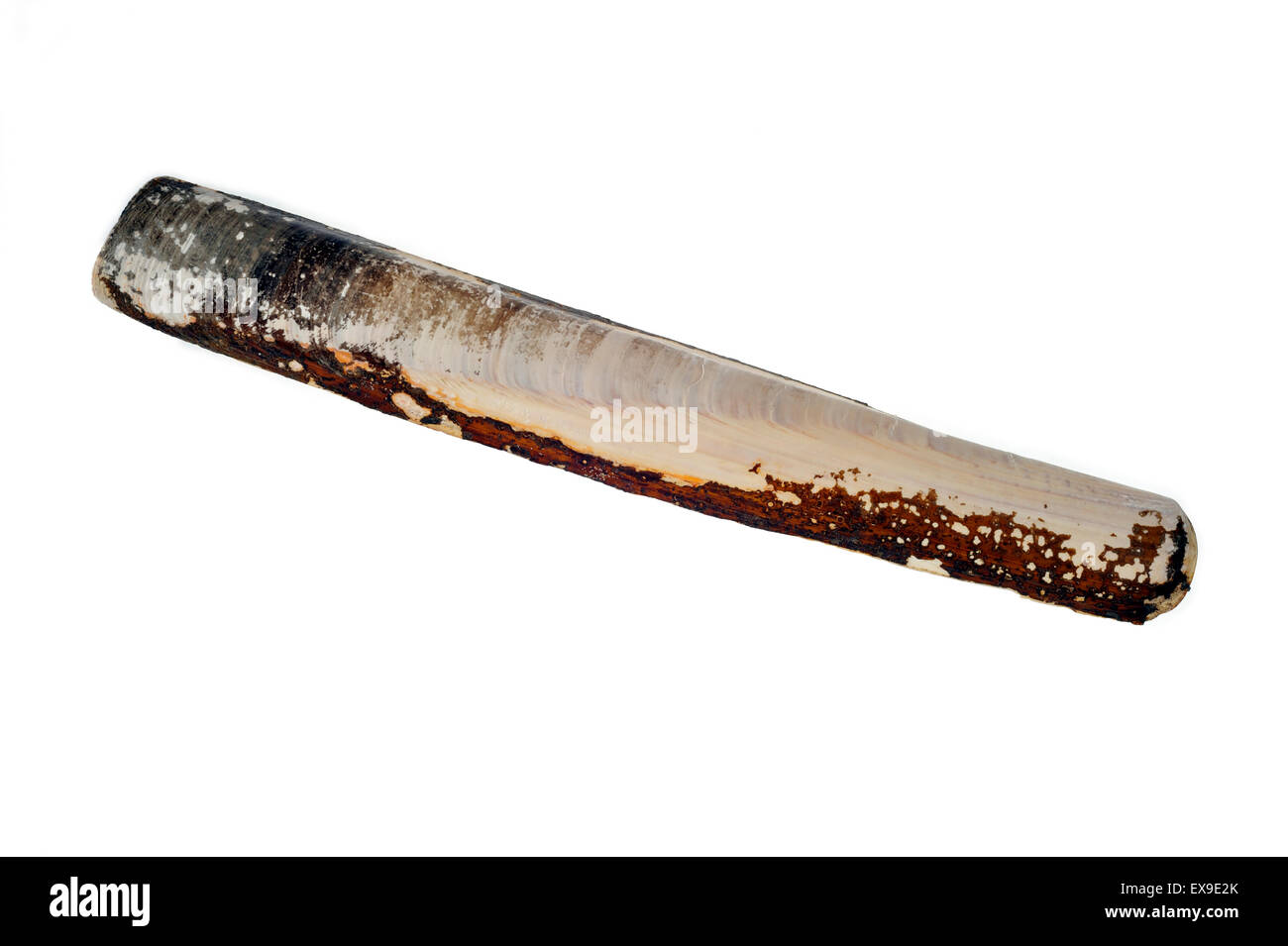 Pod shell rasoio / comune razorfish (Ensis siliqua) su sfondo bianco Foto Stock