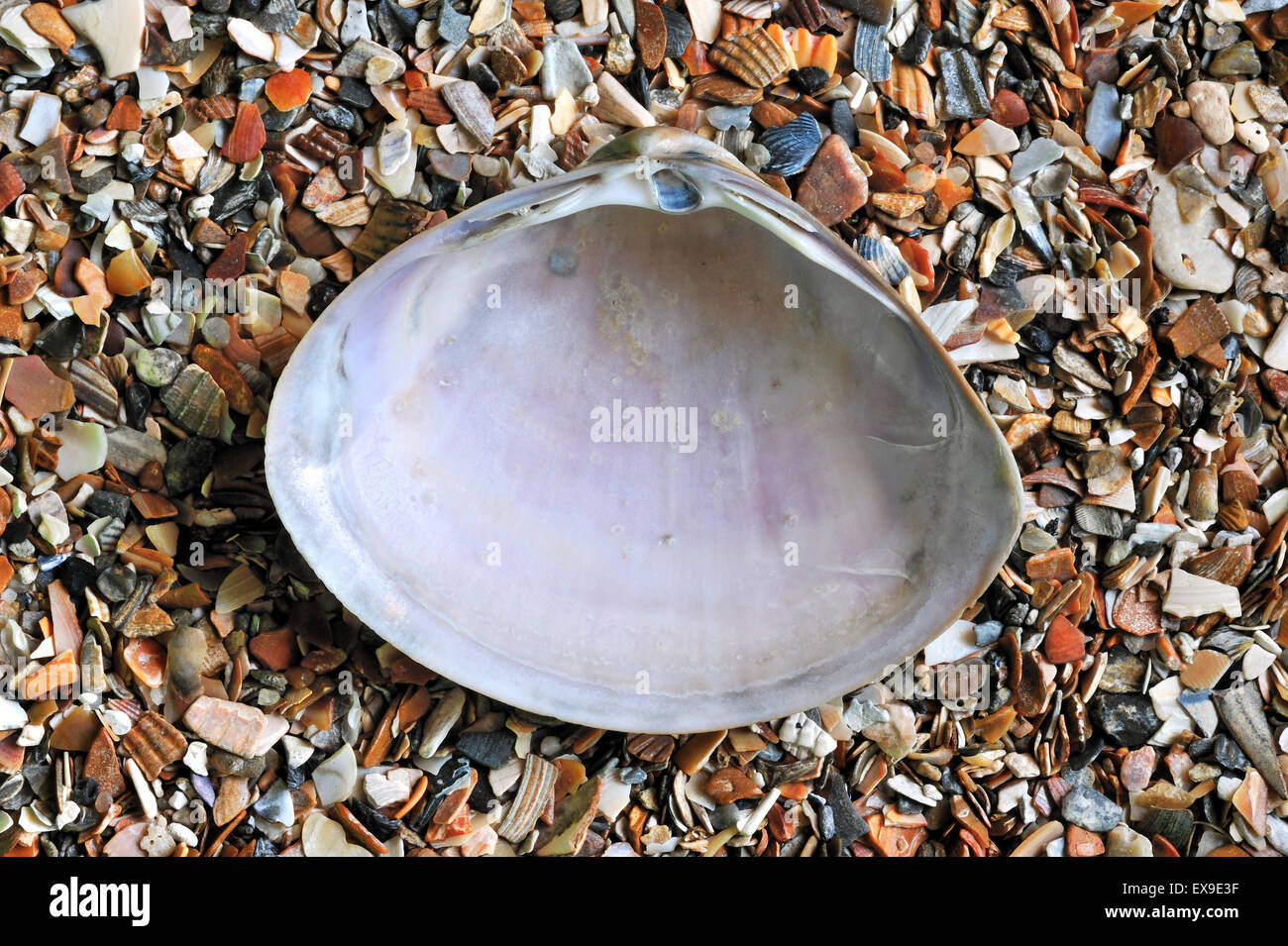 Radiati trogolo shell (Mactra stultorum cinerea / Mactra corallina cinerea) sulla spiaggia Foto Stock