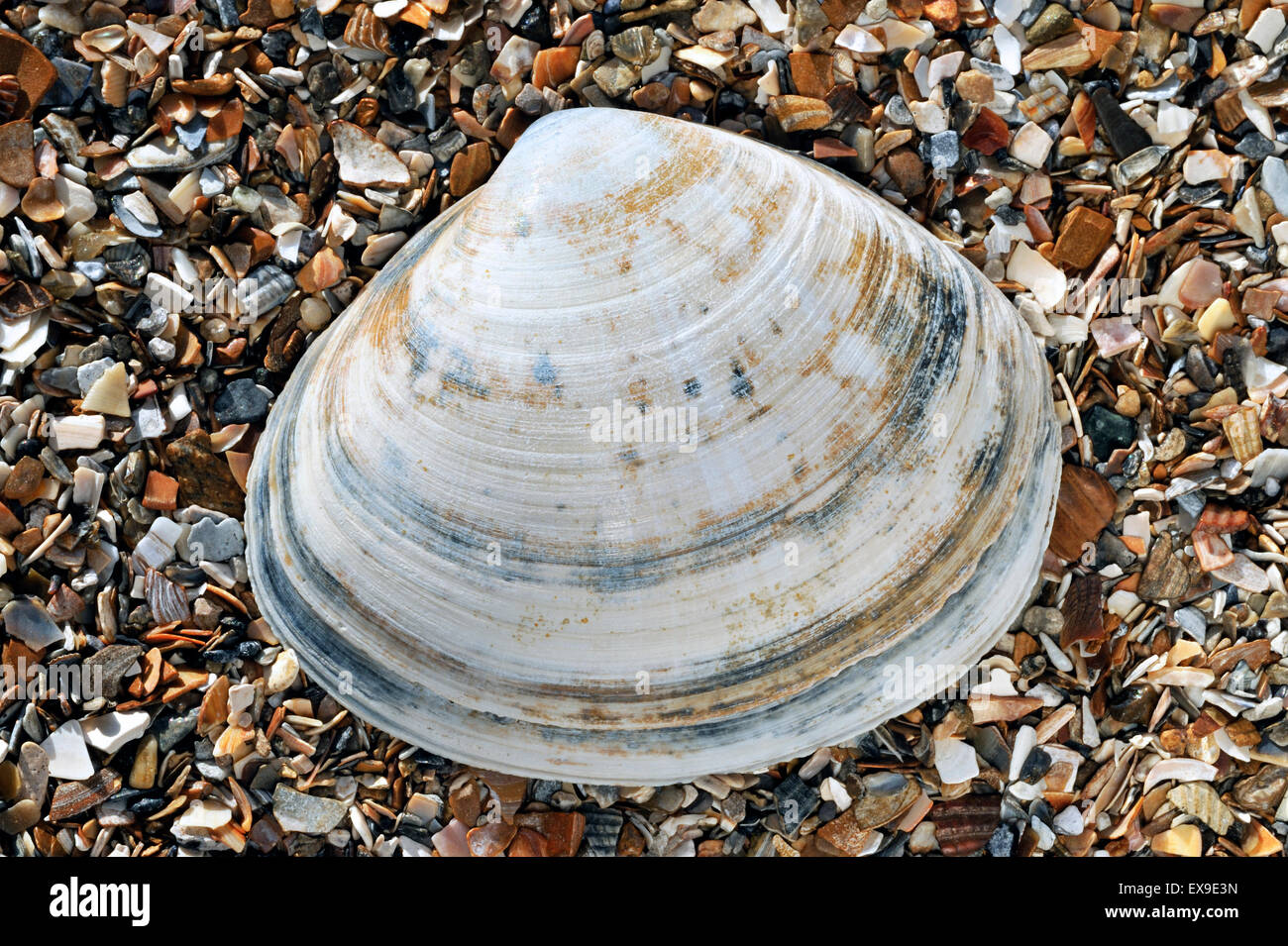 Radiati trogolo shell (Mactra stultorum cinerea / Mactra corallina cinerea) sulla spiaggia Foto Stock