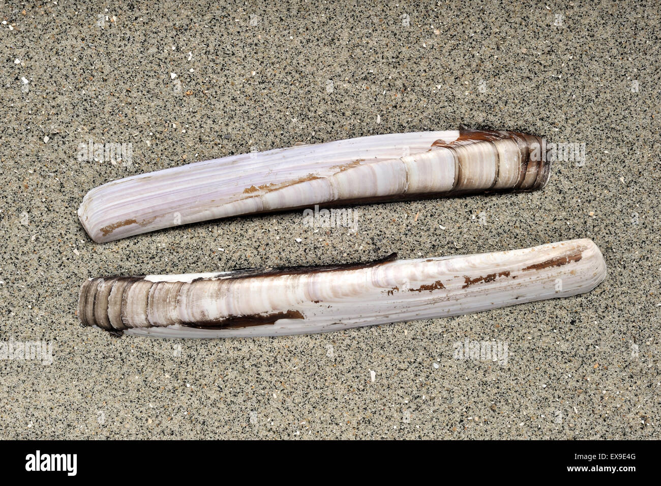Guscio di rasoio / vongola rasoio / pesci rasoio / Rasoio di Spada (Ensis arcuatus) sulla spiaggia lungo la costa del Mare del Nord Foto Stock