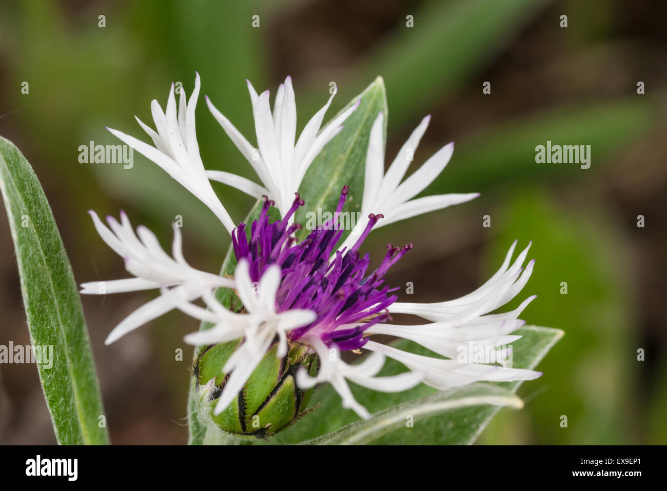 Bianco e viola una cultivar di Batchelor's pulsante, Centaurea montana, crescendo in un giardino fiorito in St Albert, Alberta Foto Stock