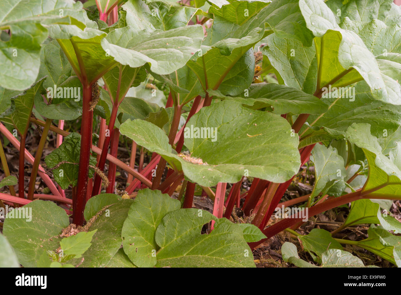 Rabarbaro, Rheum rhabarbarum, crescendo in un giardino nel cortile in St Albert, Alberta Foto Stock