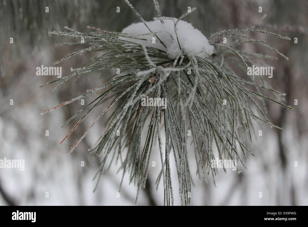 Tappo di neve un top aghi di pino. Foto Stock