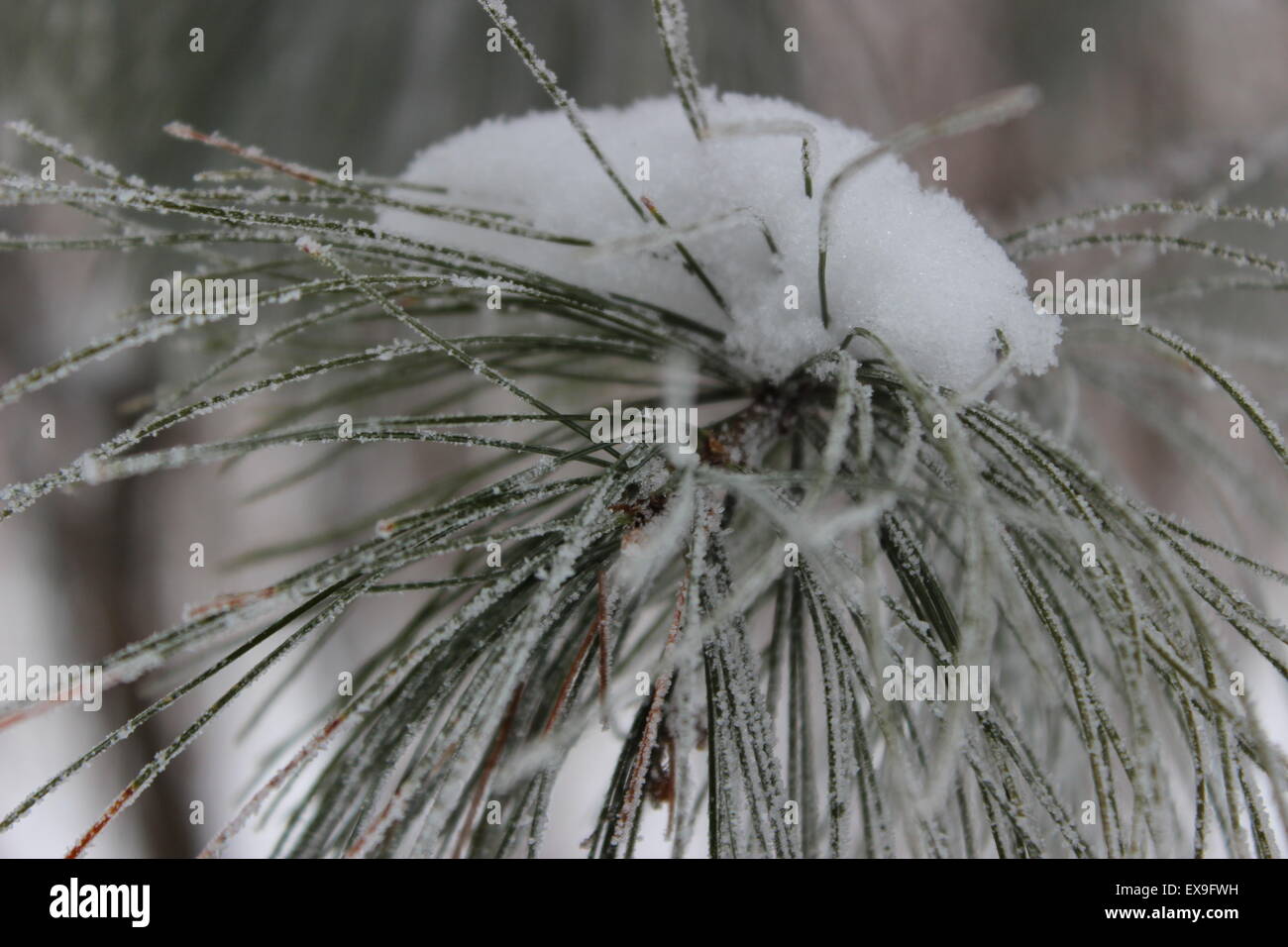 Tappo di neve su frosty aghi di pino. Foto Stock