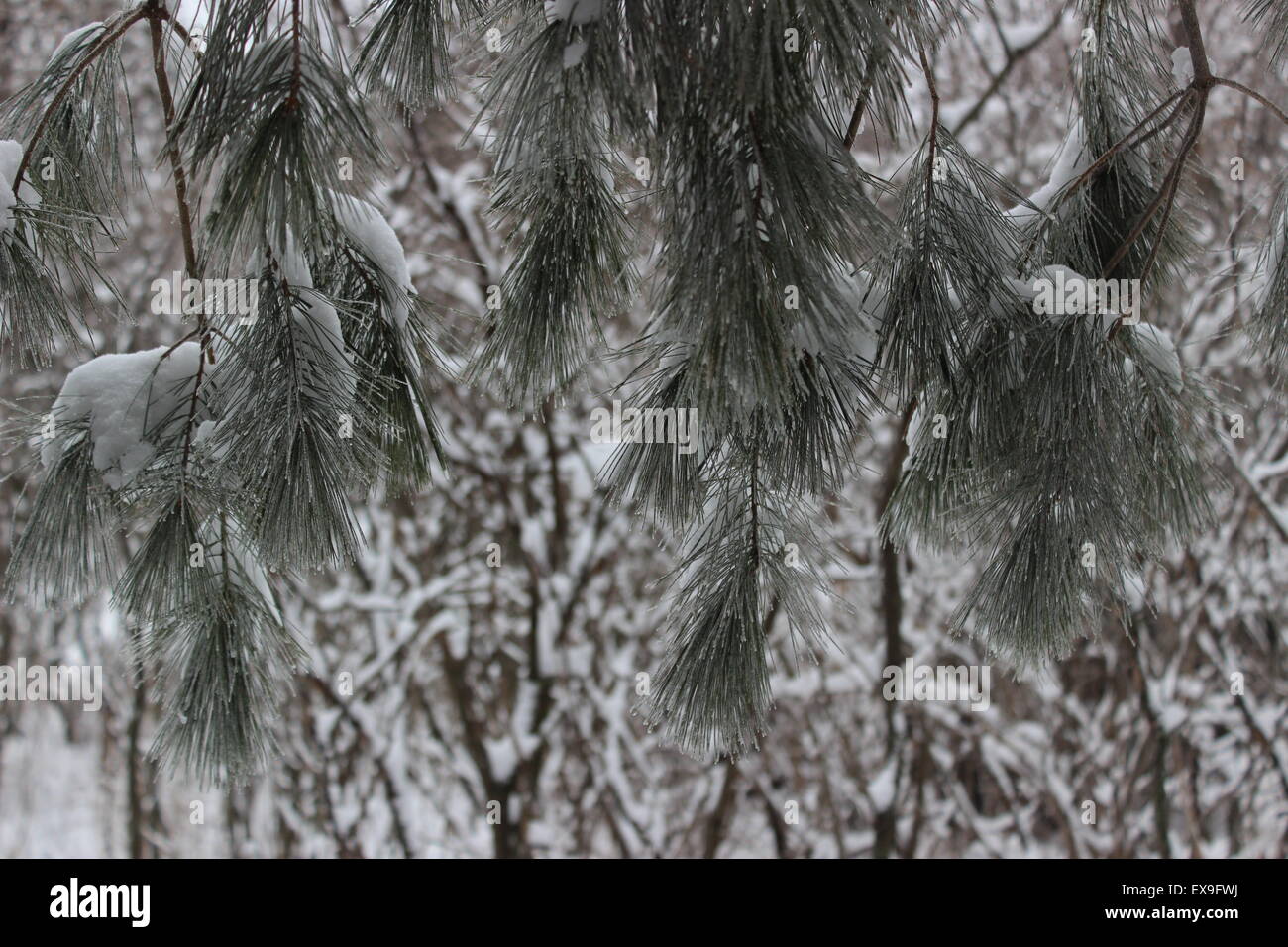 Alberi di pino che forniscono colore per l'inverno scape. Foto Stock