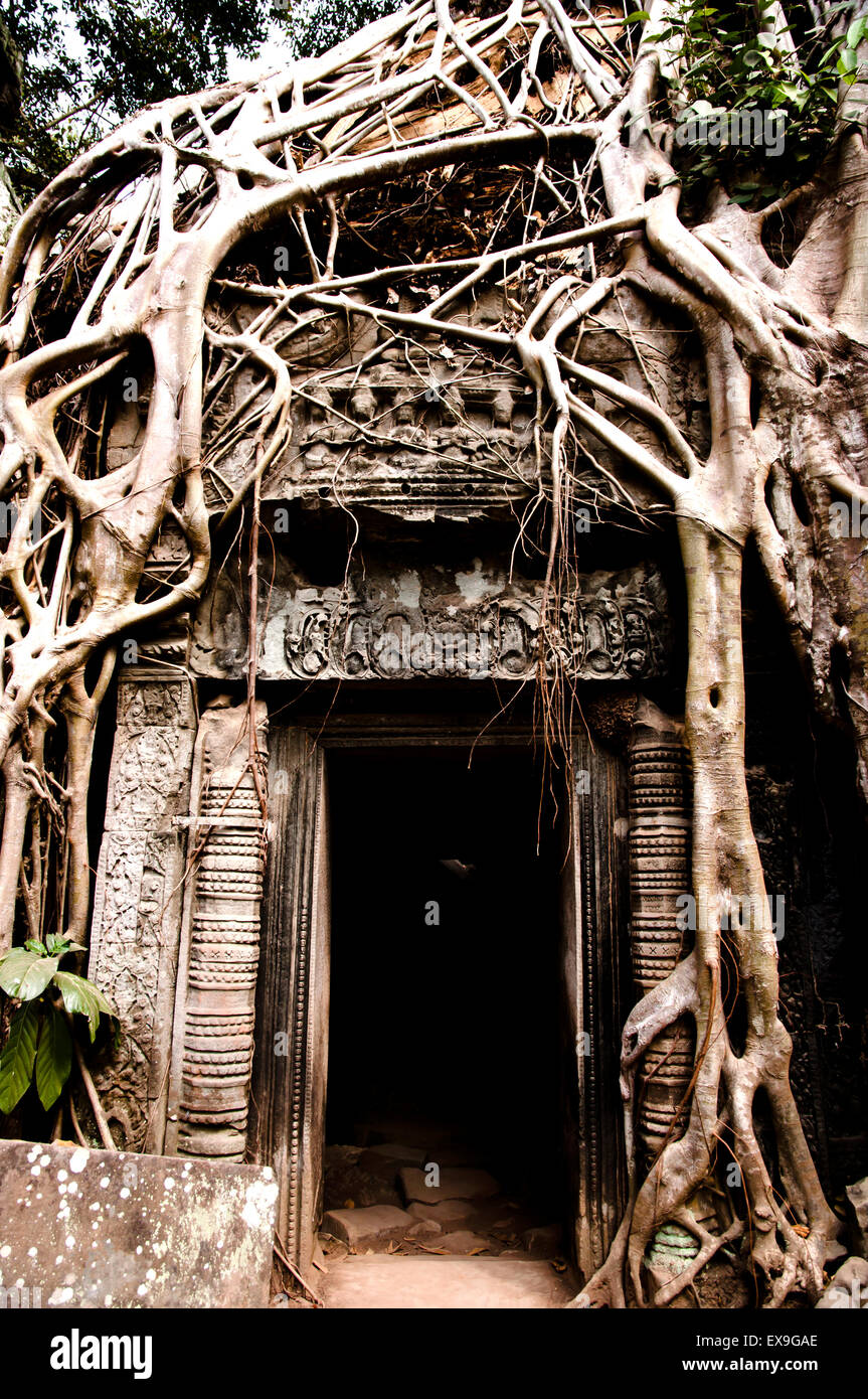 Radice Overgrowth - Angkor Thom - Cambogia Foto Stock