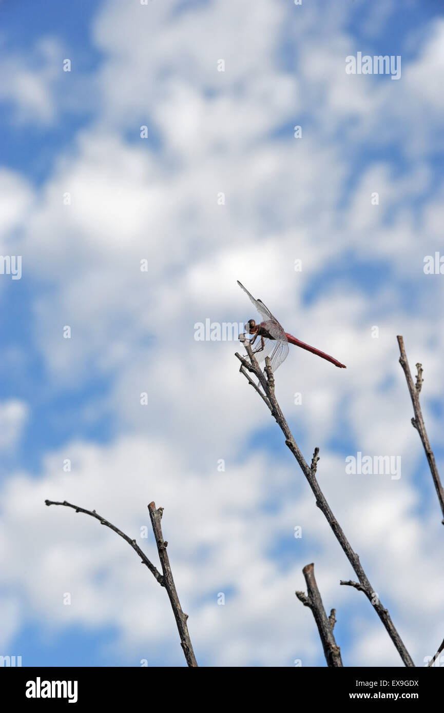 Dragonfly in appoggio in una struttura ad albero Foto Stock