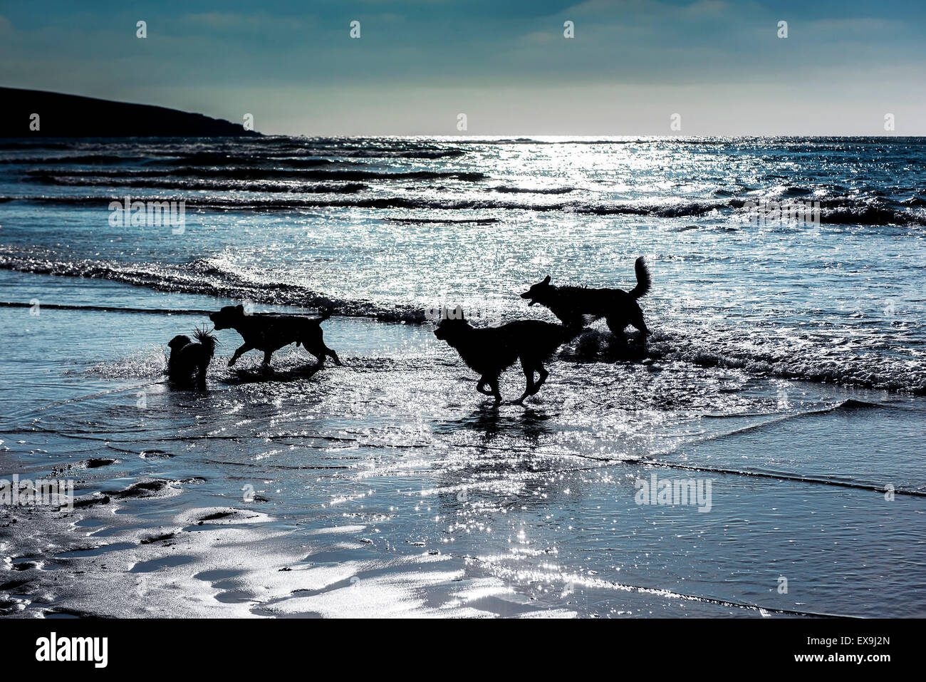 Cani giocando in mare su crantock beach in Newquay, Cornwall. Foto Stock