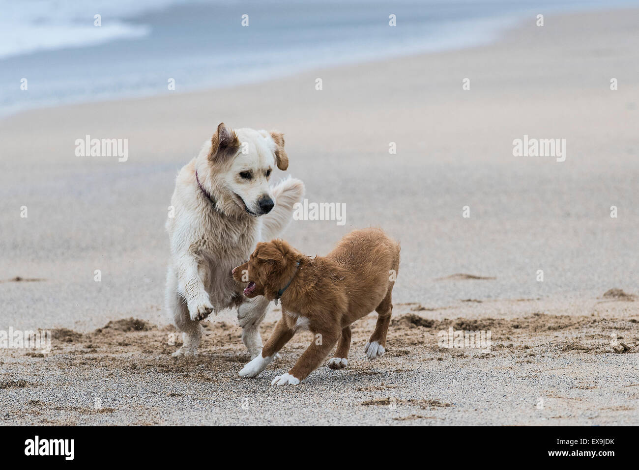 Due cani giocando su Fistral Beach in Newquay, Cornwall. Foto Stock