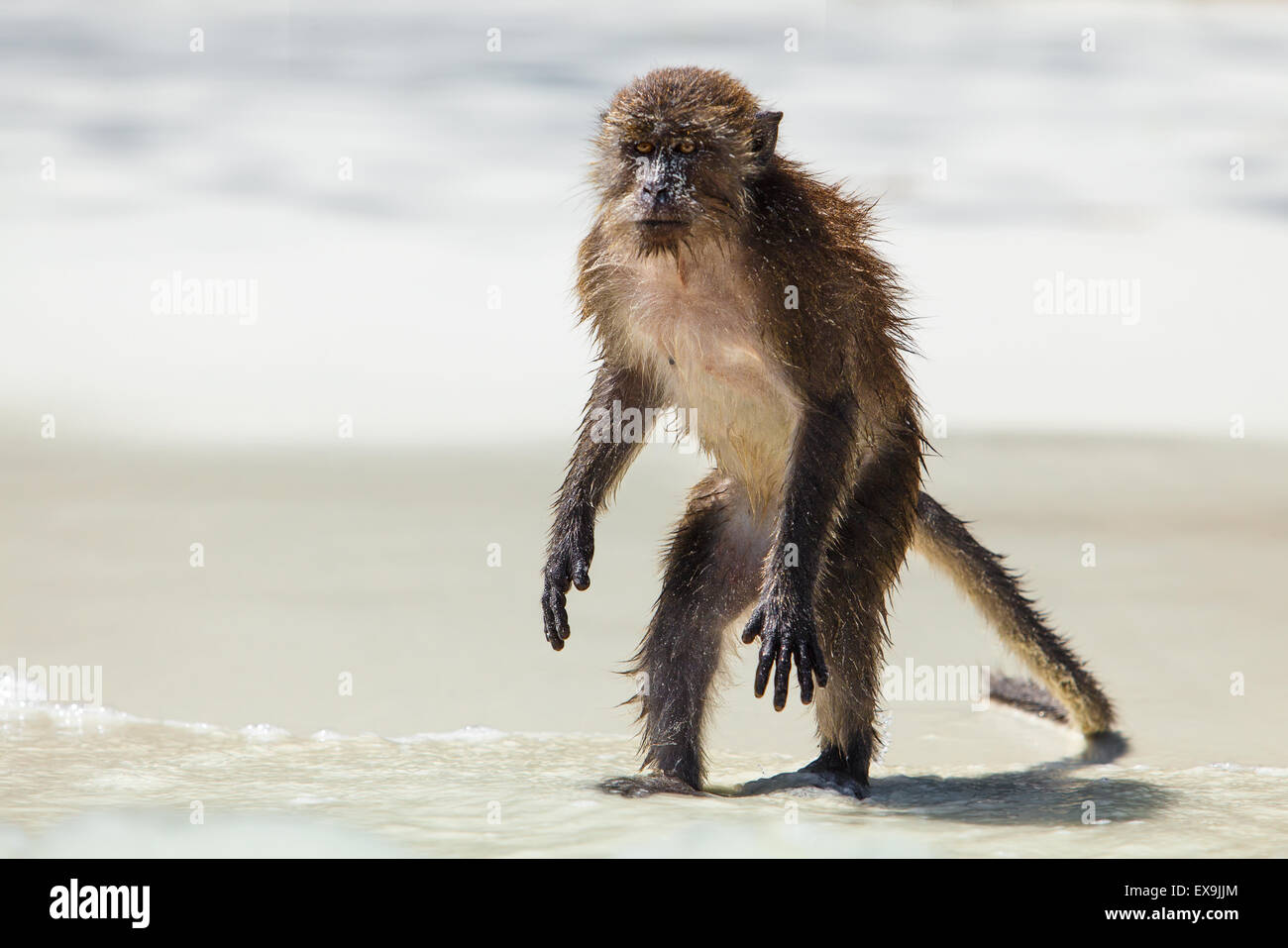 Wild monkey sulla bianca spiaggia tropicale della Thailandia Foto Stock